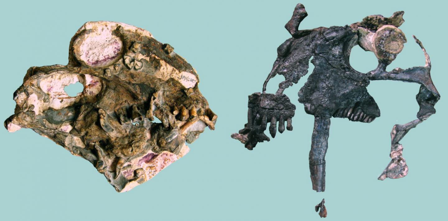 Anomocephalus and Tiarajudens