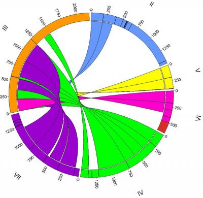 Assembling a Mating Type Gene in <i>Tetrahymena</i>