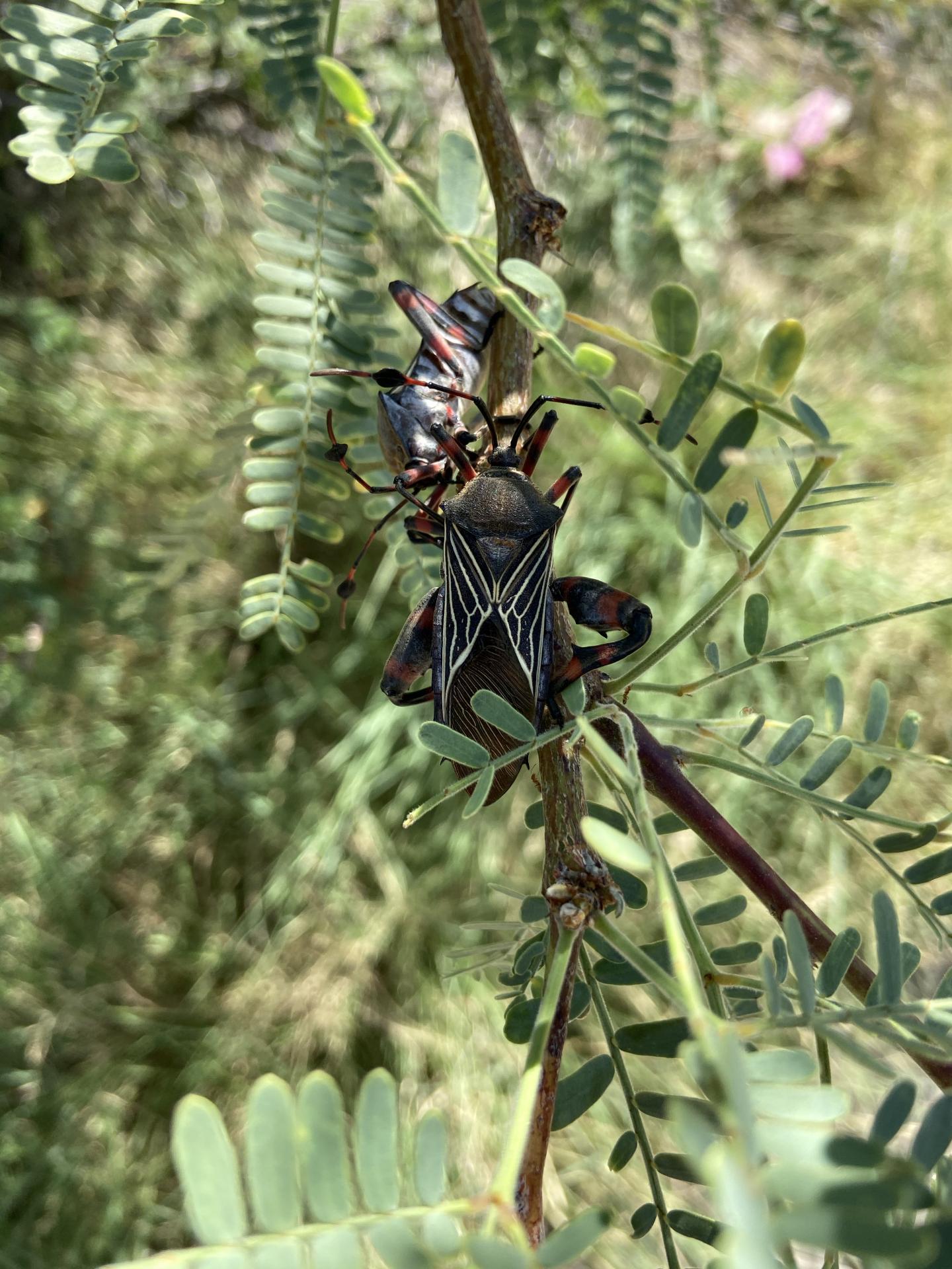 Giant mesquite bugs in a mesqu [IMAGE] EurekAlert! Science News Releases
