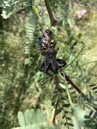 Giant mesquite bugs in a mesquite tree