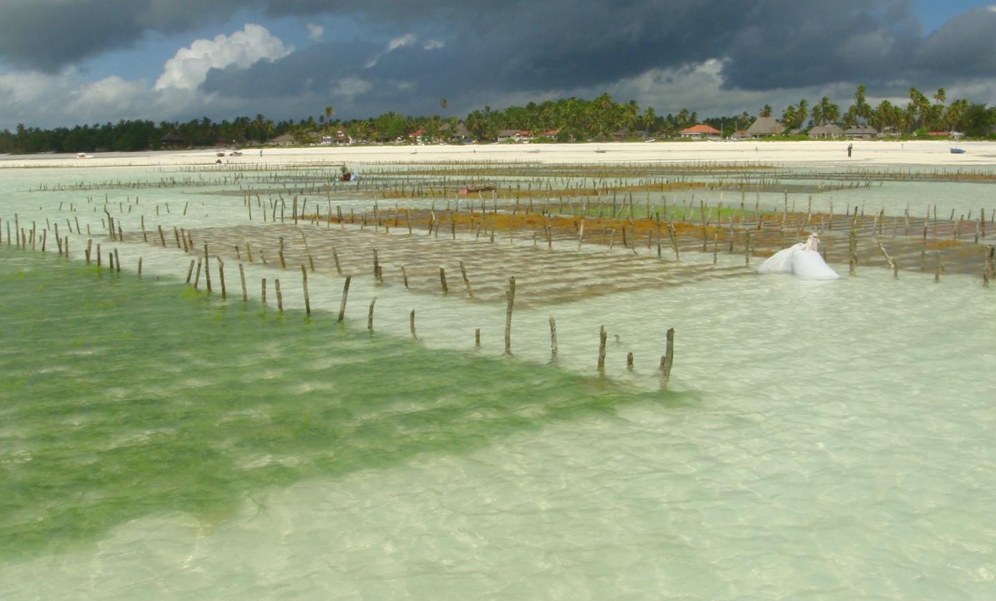 Seaweed Farms, Zanzibar