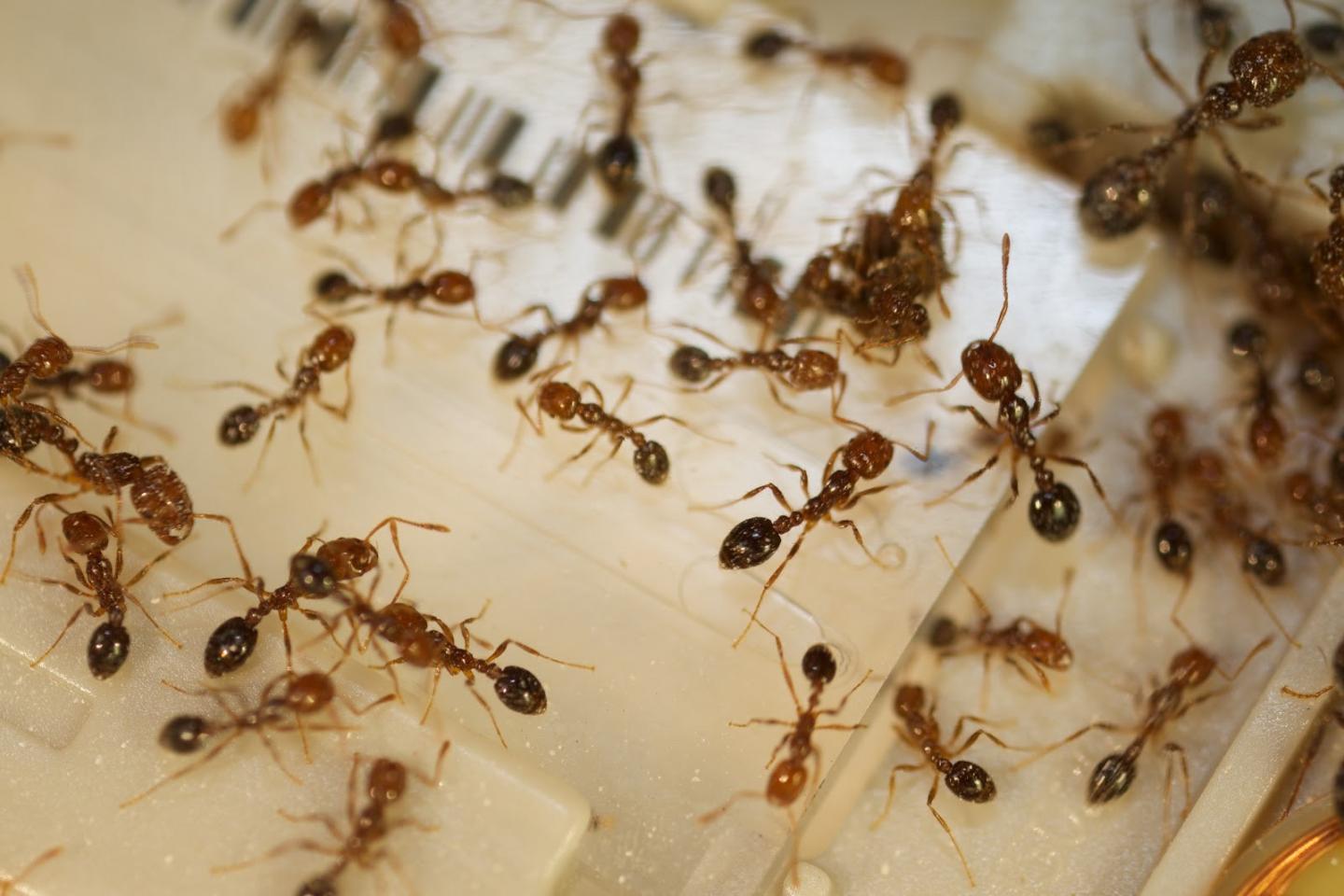 Workers of the Red Fire Ant on a Sequencing Chip