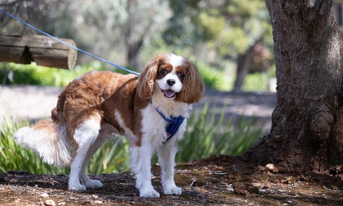 Dog walking in park credit Abby Hoffmann-5