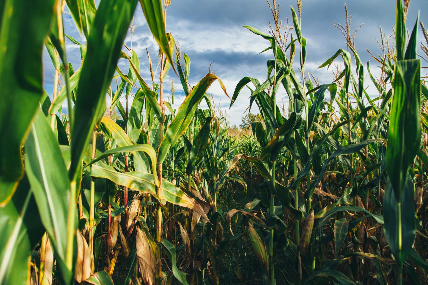 Adaptating corn for climate change