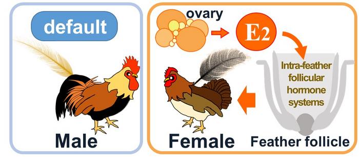 Sexual dimorphism model of chicken saddle feathers