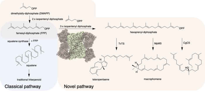 Novel pathway for the biosynthesis of triterpenes
