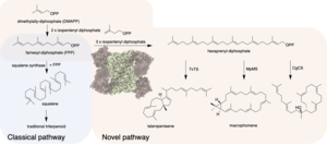 Novel pathway for the biosynthesis of triterpenes