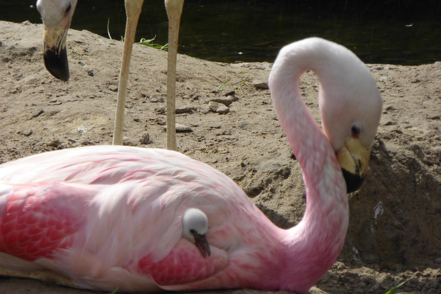 Andean flamingos with Chilean flamingo chicks