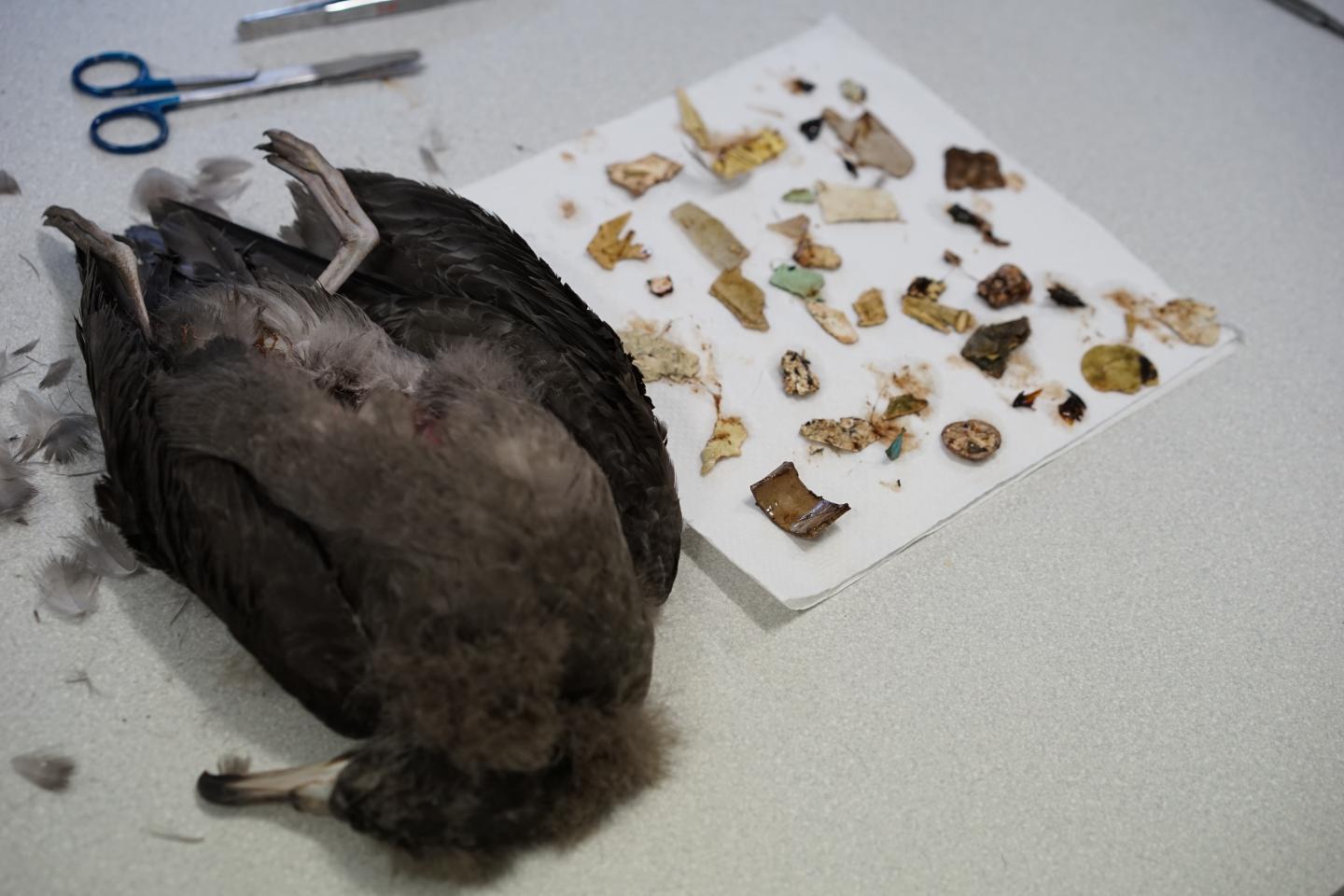 Flesh-Footed Shearwater Necropsy