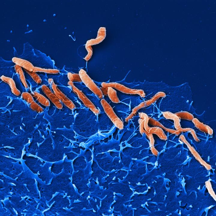 <I>Helicobacter pylori</I>