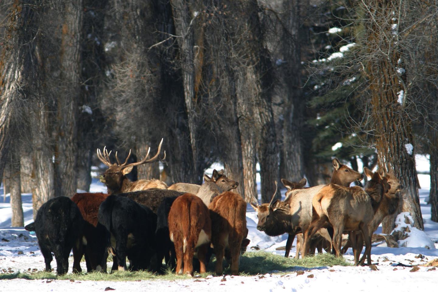 Elk and Cattle Commingling