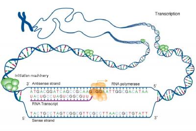 Scientists Discover the Origins of Genomic 'Dark Matter'
