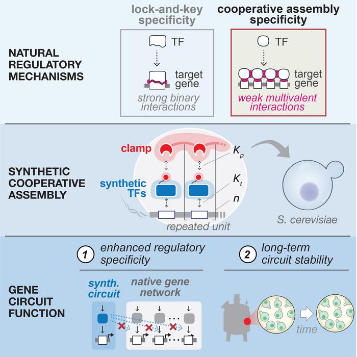 Weaker transcription factors work better cooperatively