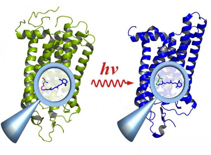 Rhodopsin