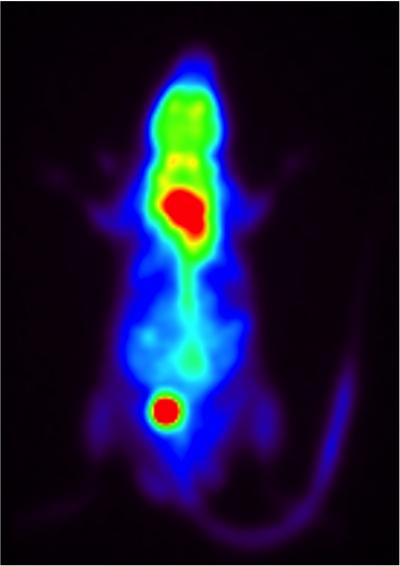 PET Scan of a Mouse, Showing its Brown Fat