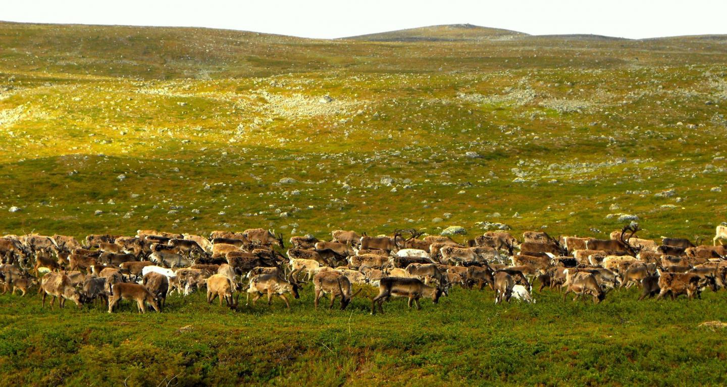 Reindeer Grazing