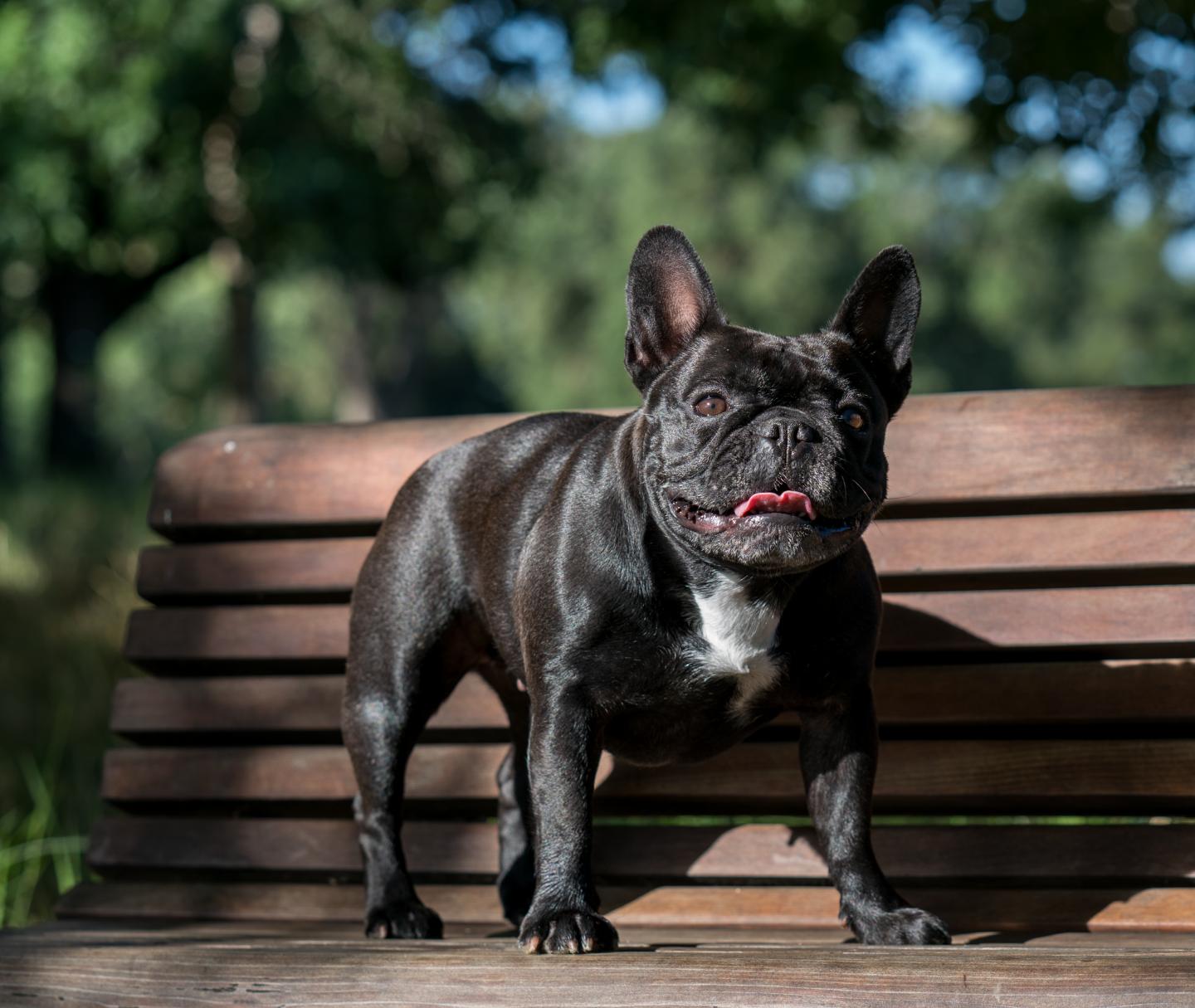 Bulldogs' Screw Tails Linked to Human Genetic Disease