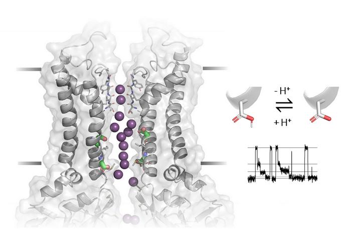 Crystal structure of the Kir2 potassium channel with incorporated acidic residues. Proton uptake or release plays a crucial role in the formation of "sub-conductance states".