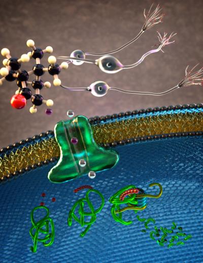 TRPL Channel in the Membrane of a Gustatory Receptor Neuron