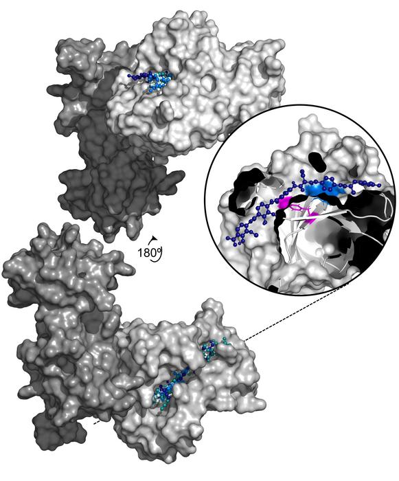 Mechanism underlying bacterial resistance to the antibiotic albicidin revealed