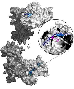 Mechanism underlying bacterial resistance to the antibiotic albicidin revealed