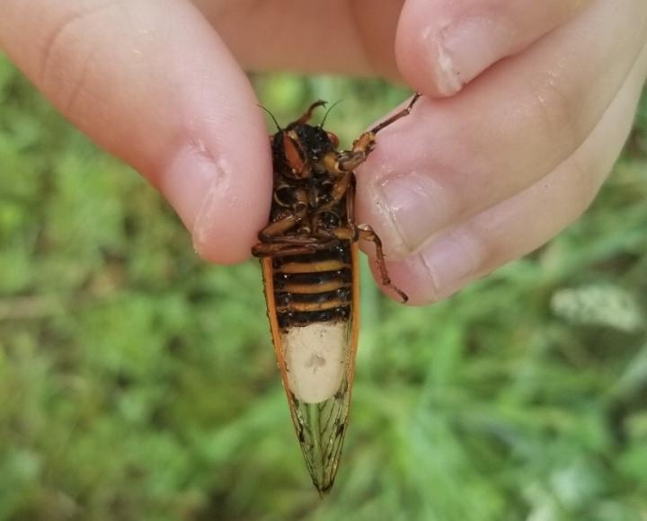 Cicada