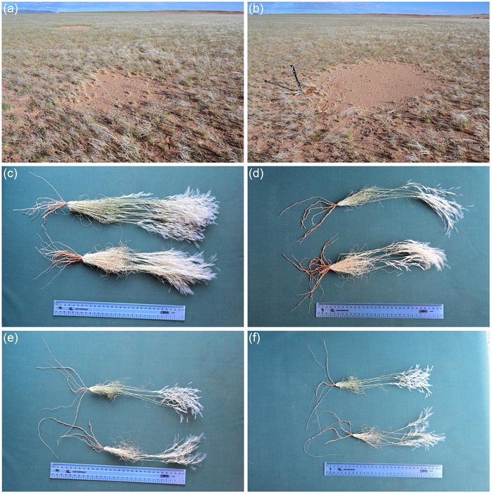 Fairy circles and the grasses that they are made of