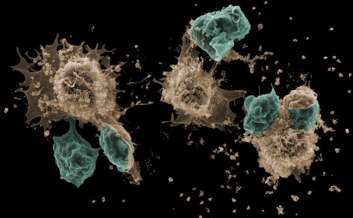 Neutrophil trapping and nexocytosis, mast cell-mediated processes for inflammatory signal relay.