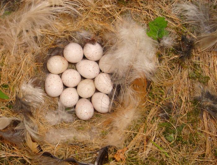 Older males out-compete young males when it comes to extra-marital breeding