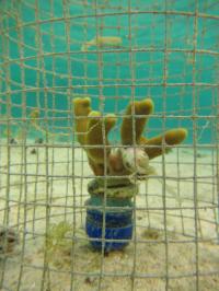 Studying Impact Of Snails On Coral