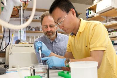 Marc R. Montminy and Yiguo Wang, Salk Institute 