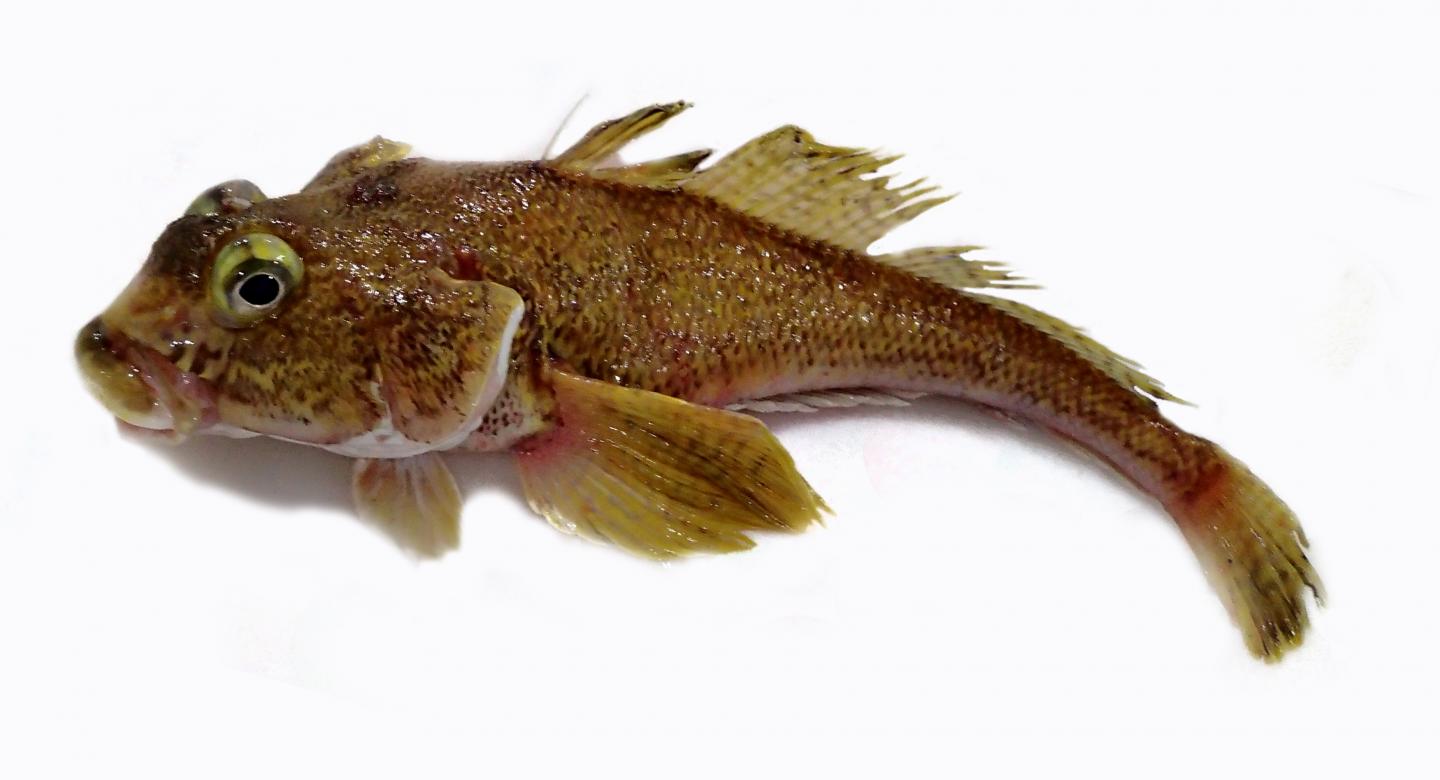 A Common Antarctic Notothenioid Fish