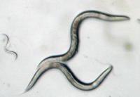 <I>C. elegans</i> Roundworm