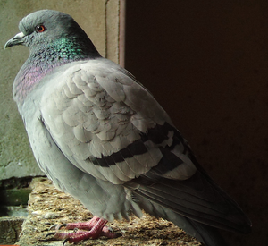 Rock Dove