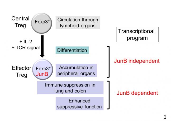 The Role of JunB Unveiled in Regulatory T Cells
