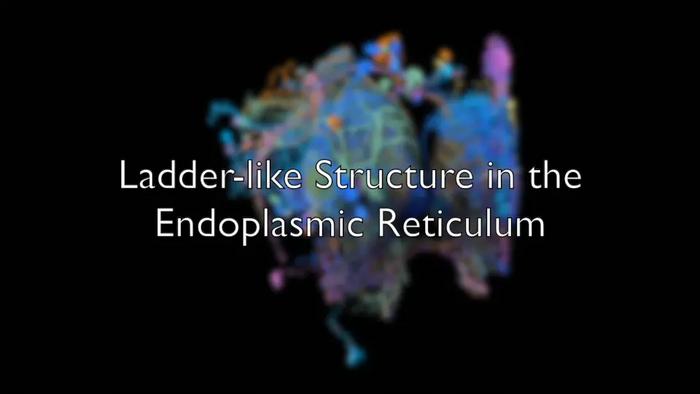 High-resolution imaging reveals ladder-like structure of the endoplasmic reticulum in neurons