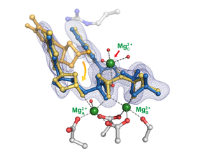 Crystal study may resolve DNA mystery - EurekAlert