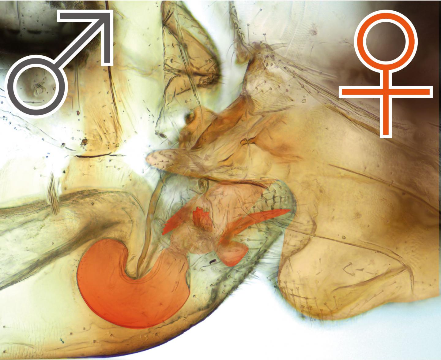 Male and Female Bark Lice During Copulation