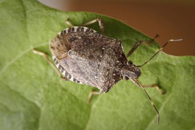 Stink Bug