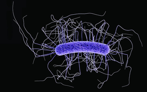 <em>Clostridoides difficile</em> bacillus