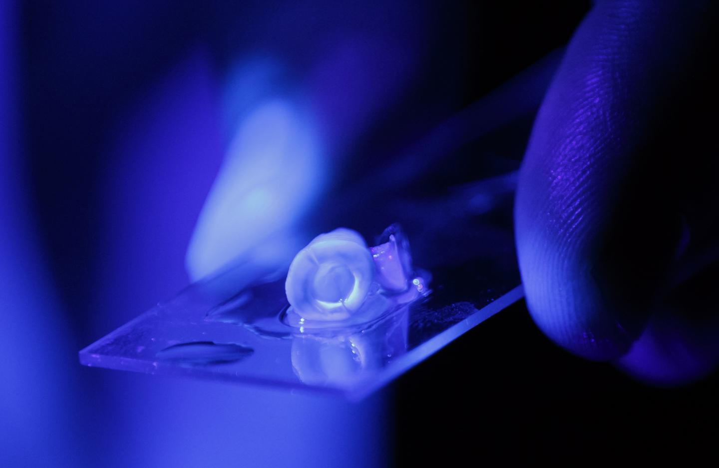 Researchers at OHSU Engineer Blood Vessels in Teeth