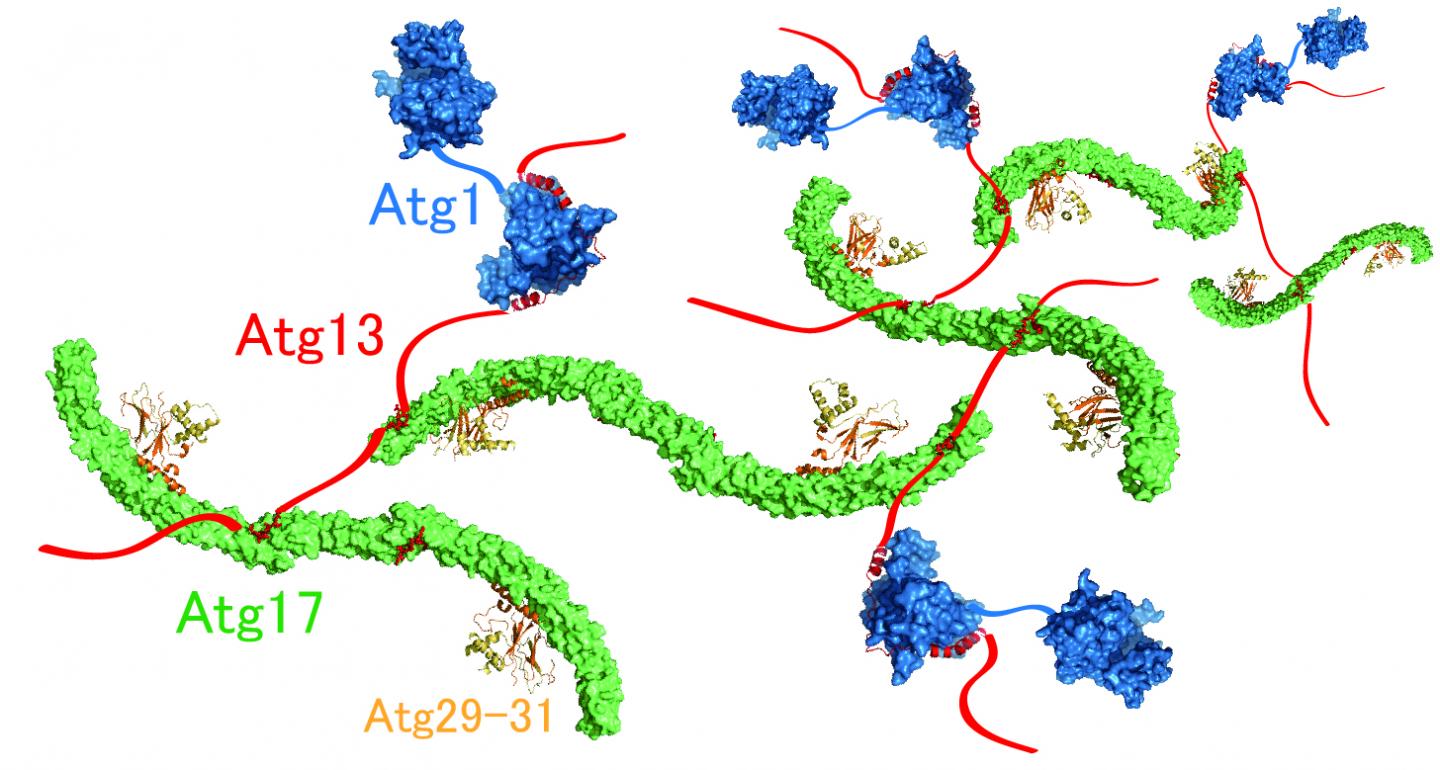 Figure 2: Molecular Mechanism of Supramolecular Autophagy Initiaition Complex Assembly