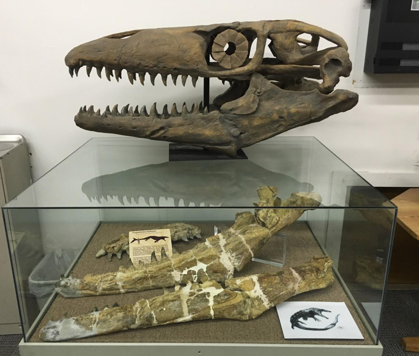 Model of mosasaur Gnathomortis' skull and jaw fossils