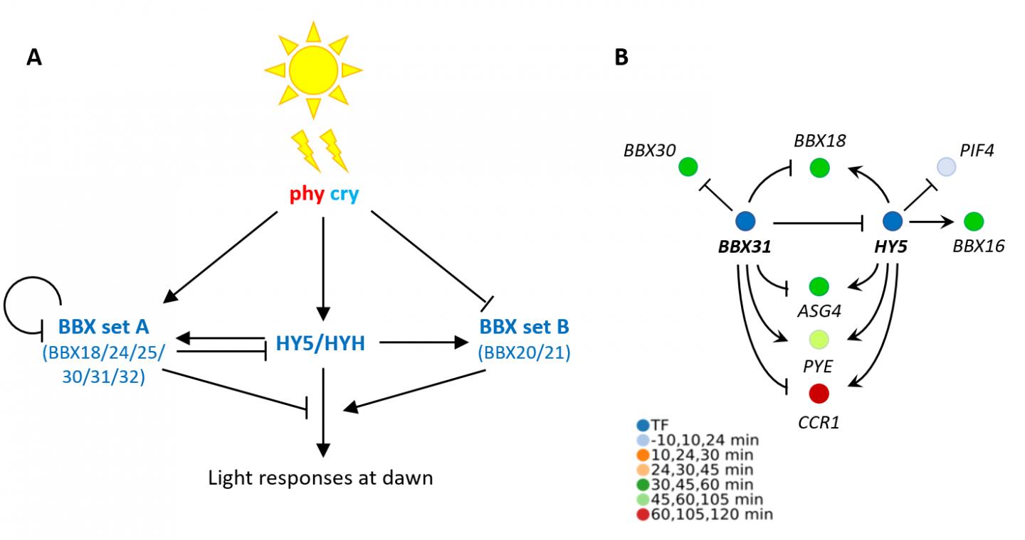 Regulatory relationships between HY5 and BBX transcription factors