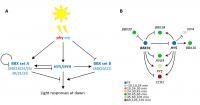 Regulatory relationships between HY5 and BBX transcription factors