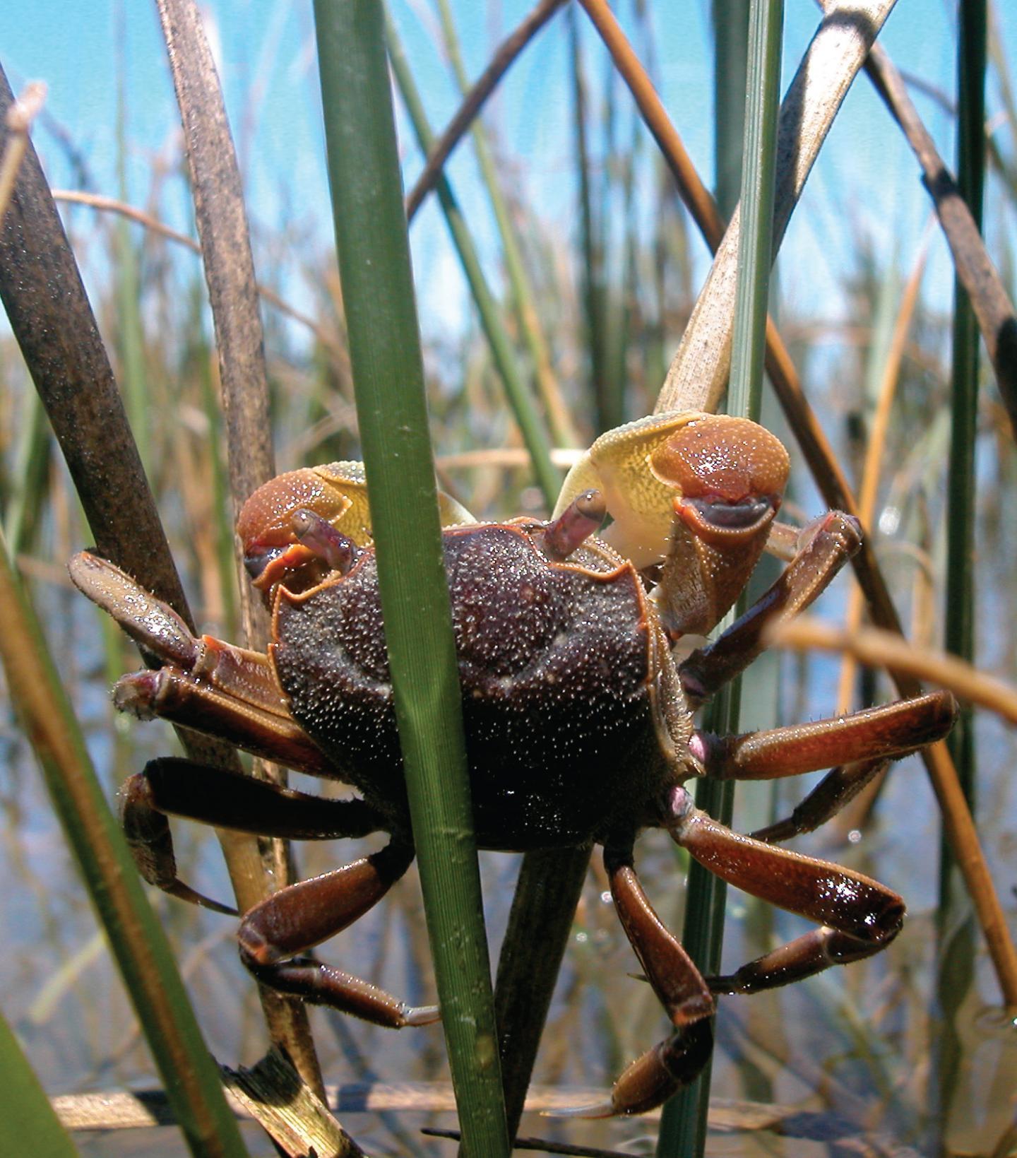 Grazing Crab