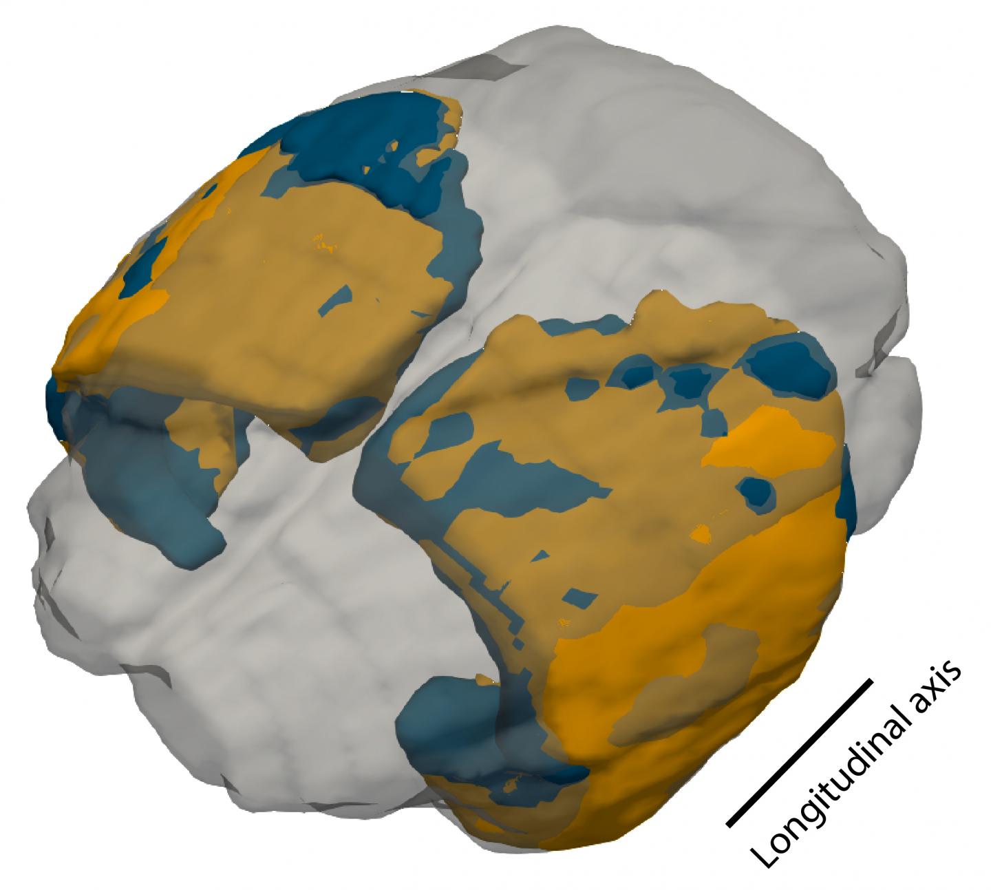 Superimposition of the cortex of a shrew