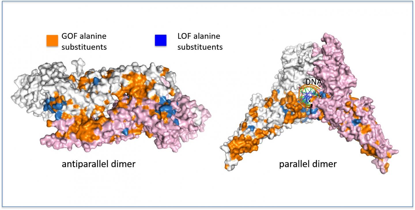 STAT1 Showing Genetic Mutation Locations