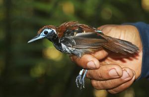 Ferruginous-backed Antbird