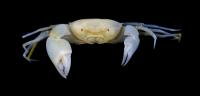 The Newly Discovered Crab Species and Genus Harryplax Severus in Frontal View